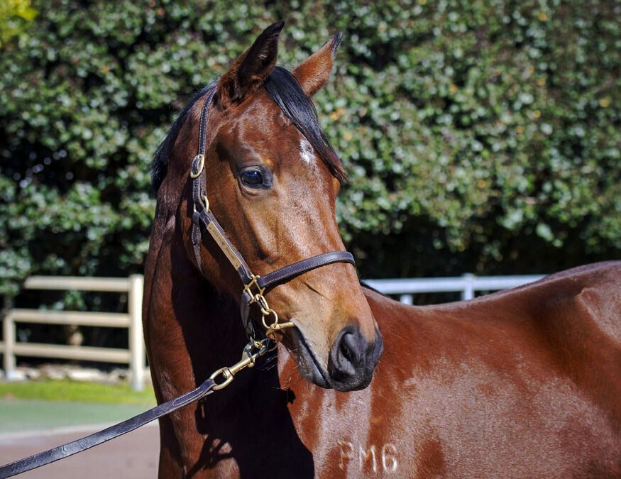 Awesome Rock – Deep Purple 2yo Filly