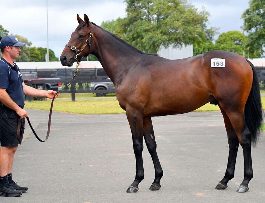 Almanzor – No Tricks Colt