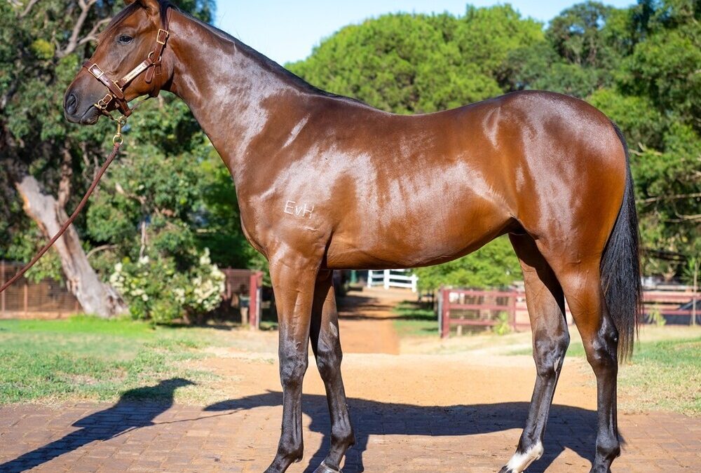 Bivouac x Plumm COLT