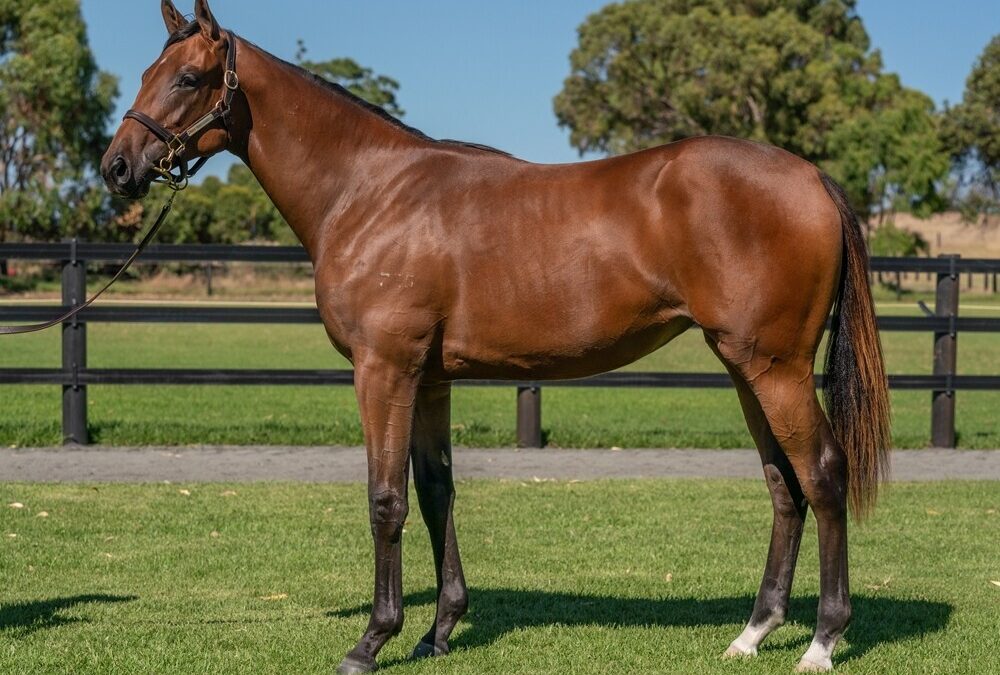 Un-named (Pride Of Dubai – Cacophony)