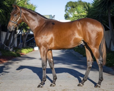 A COLT WITH CLASS – BY THE AUTUMN SUN