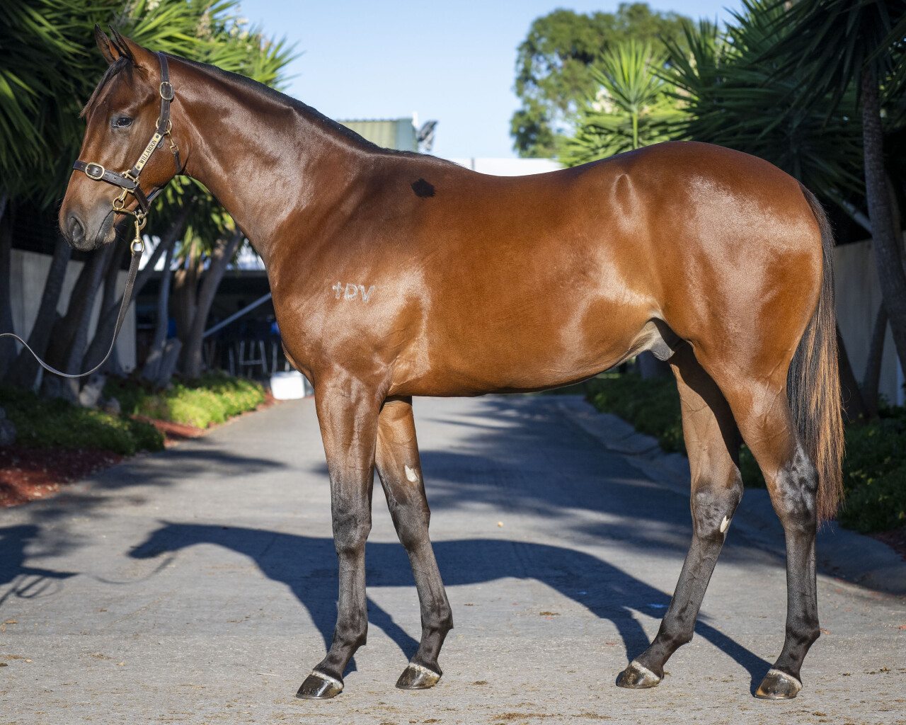 Autumn Ash - Belhus Racing