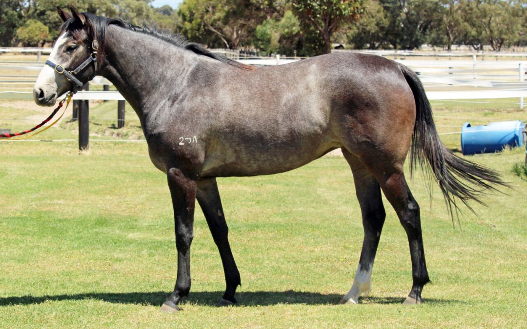 Gingerbread Man – Mercury Miss 2yo Filly