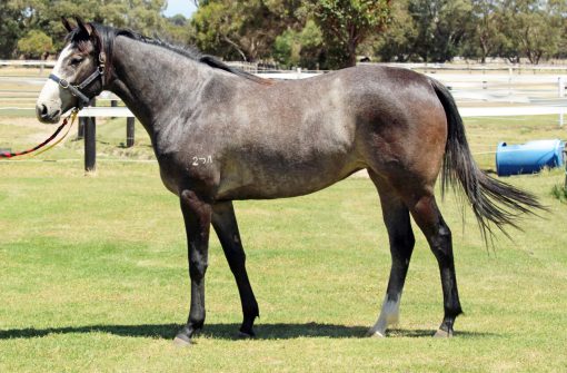 Gingerbread Man - Mercury Miss 2yo Filly